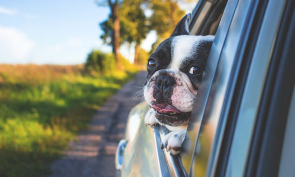 Viajar con mascotas en furgoneta | Alquilar furgonetas en Madrid