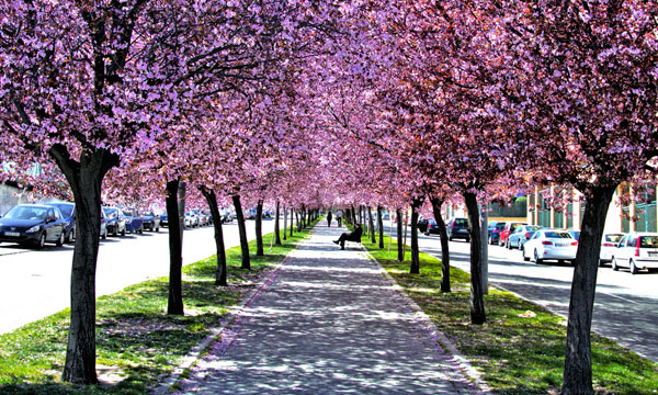 Escapada en furgoneta. Primavera en Madrid | Alquiler de furgonetas en Madrid